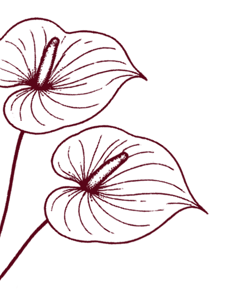 Clavel